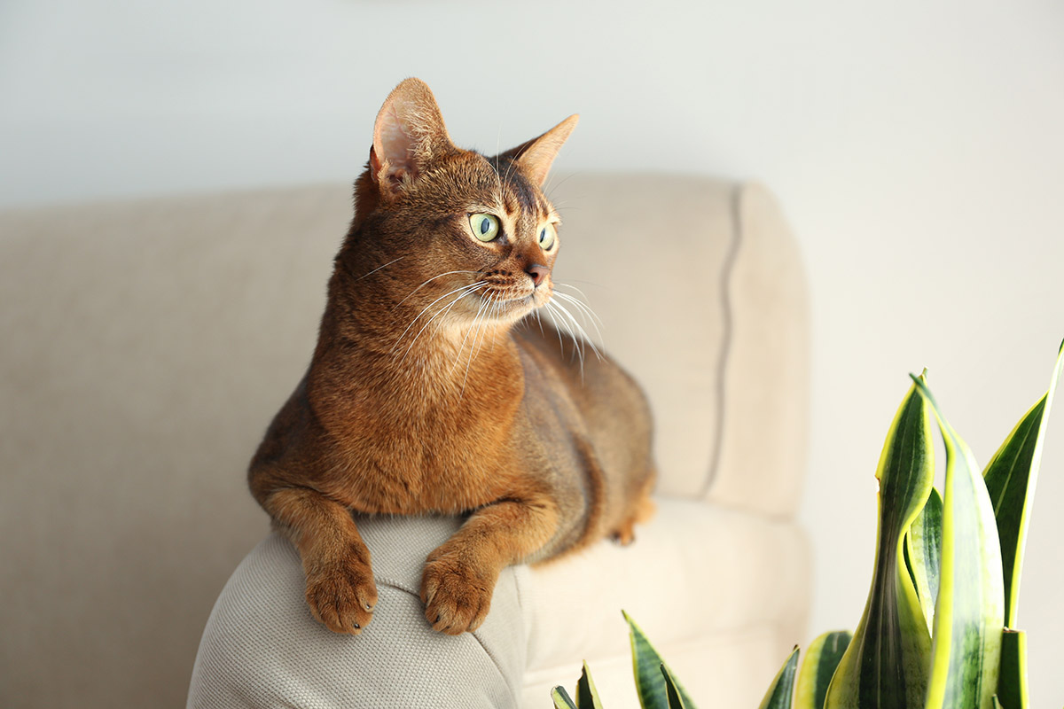 Abyssinian Cat