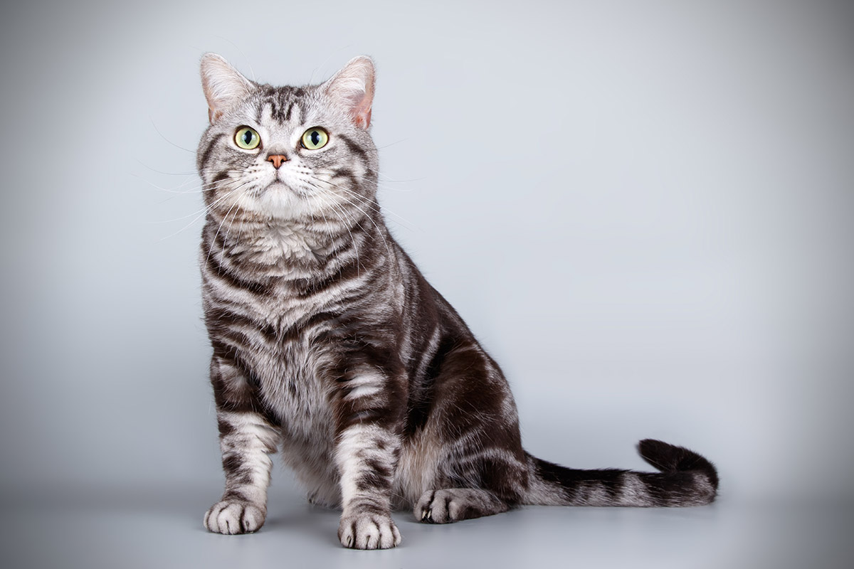 American Shorthair Cat