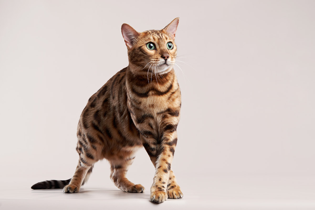 Bengal Cat