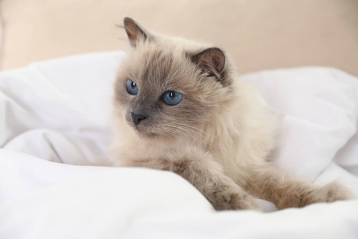 Birman Cat