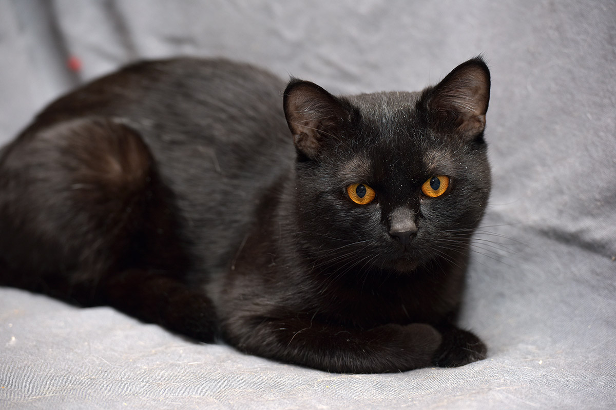 Bombay Cat