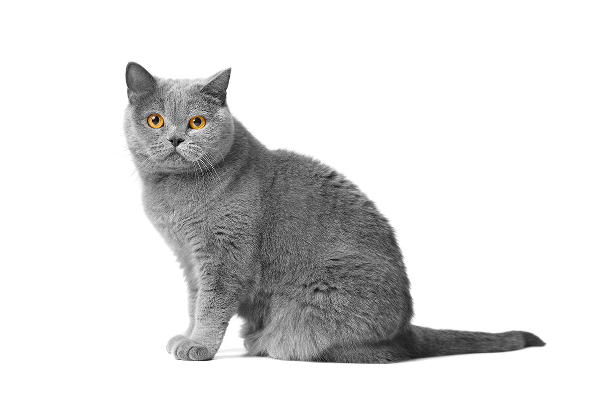 British Shorthair Cat