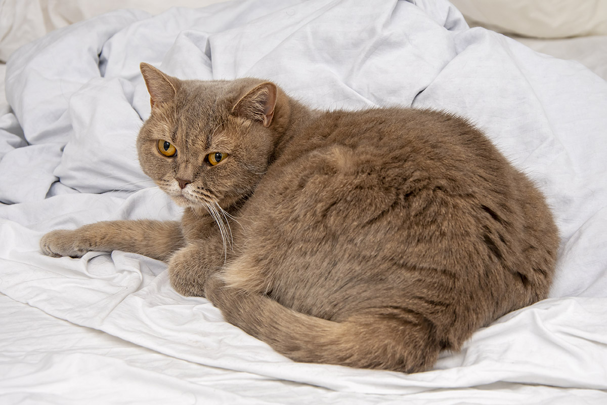 British Shorthair Cat