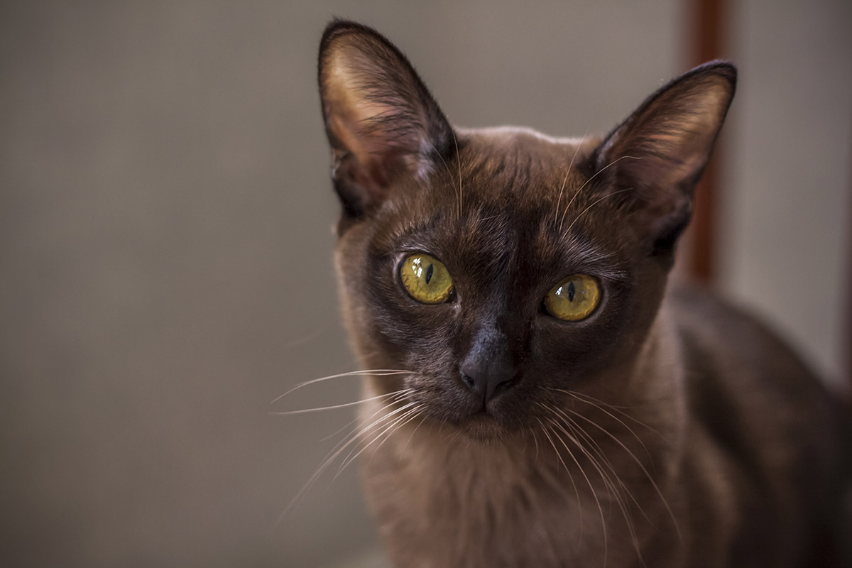 Burmese Cat