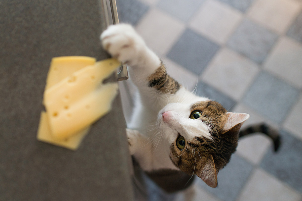 Can Cats Eat Cheese