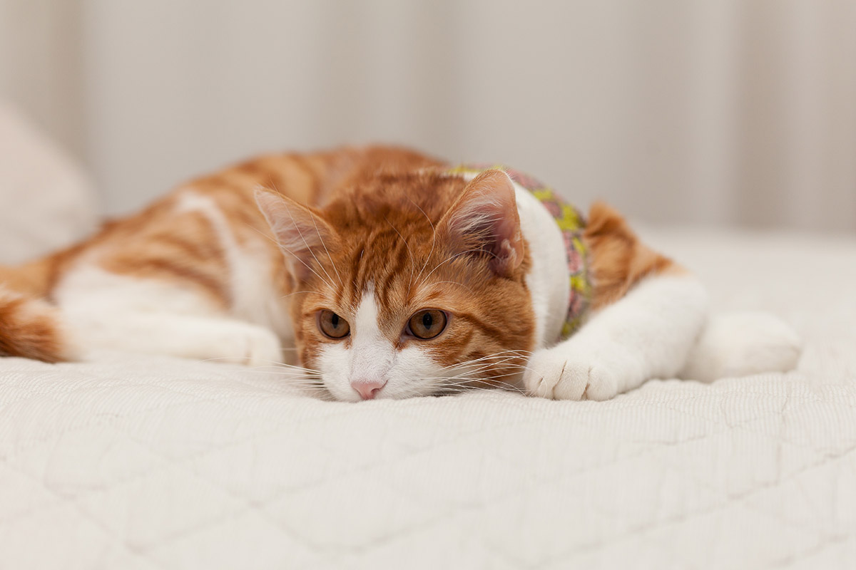 Cancer in Cats: Symptoms, Diagnosis, and Treatment - TheCrazyCats