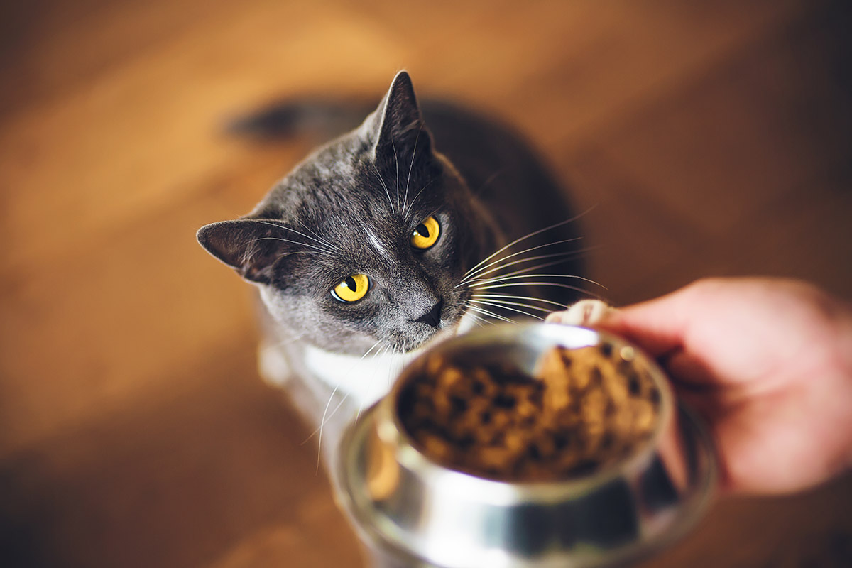 Cat Breakfast