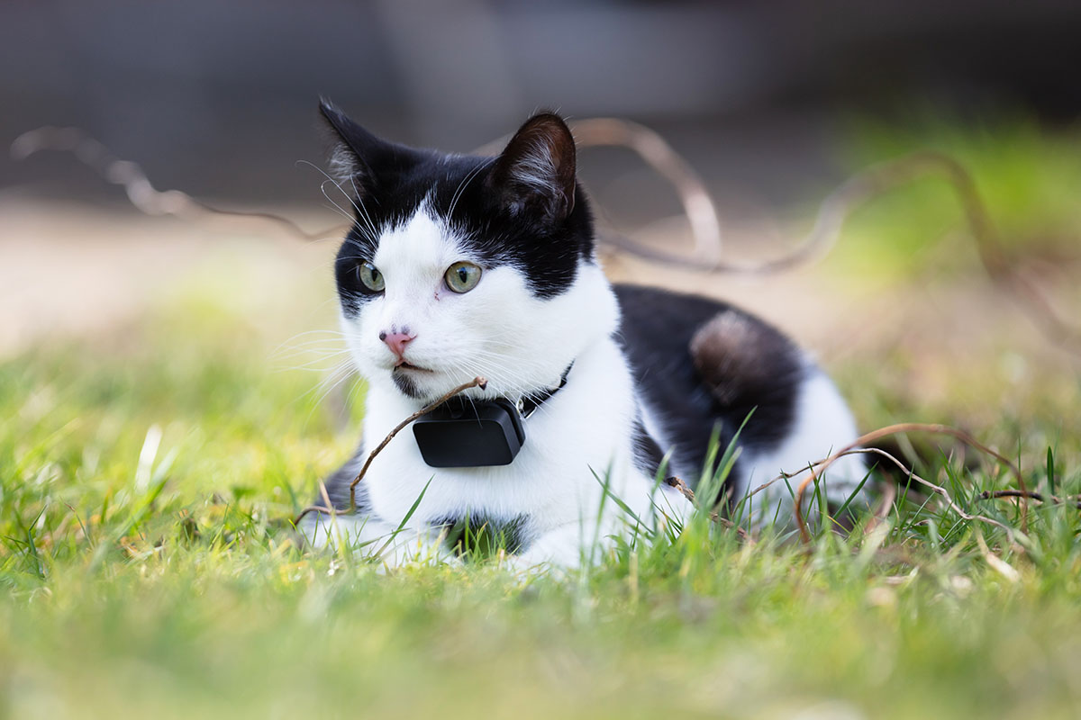 Cat GPS Tracker