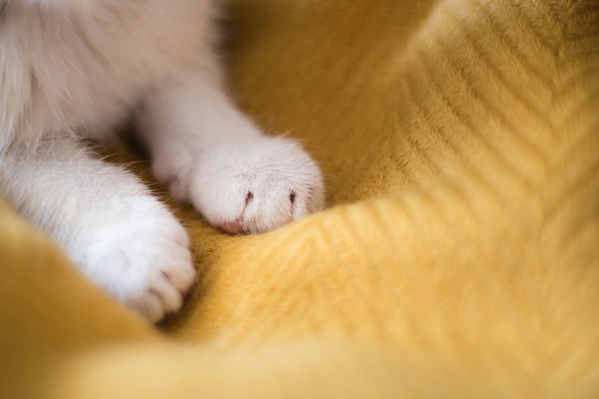 Cat Kneading