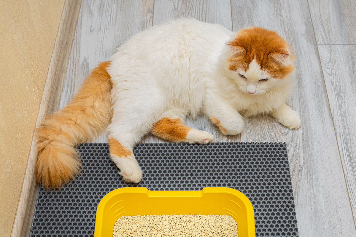 Cat Pooping Outside of the Litterbox