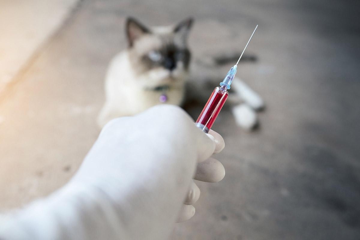 Cat Rabies Vaccine