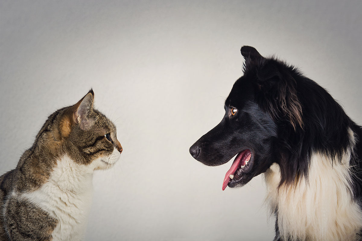 Cat Vs Dog