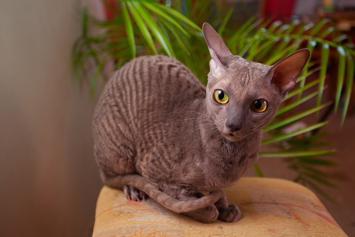 Cornish Rex Cat