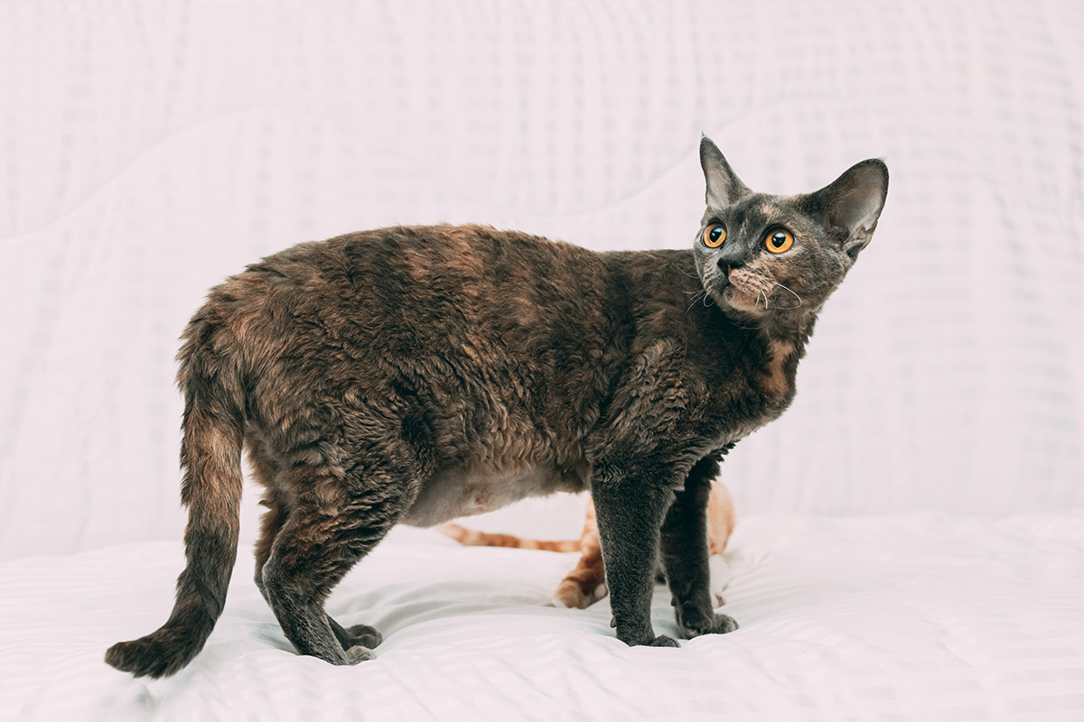 Devon Rex