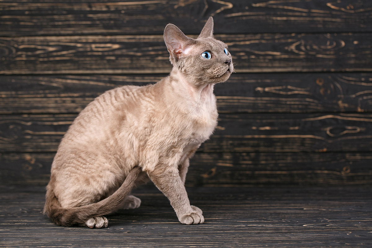 Devon Rex Cat