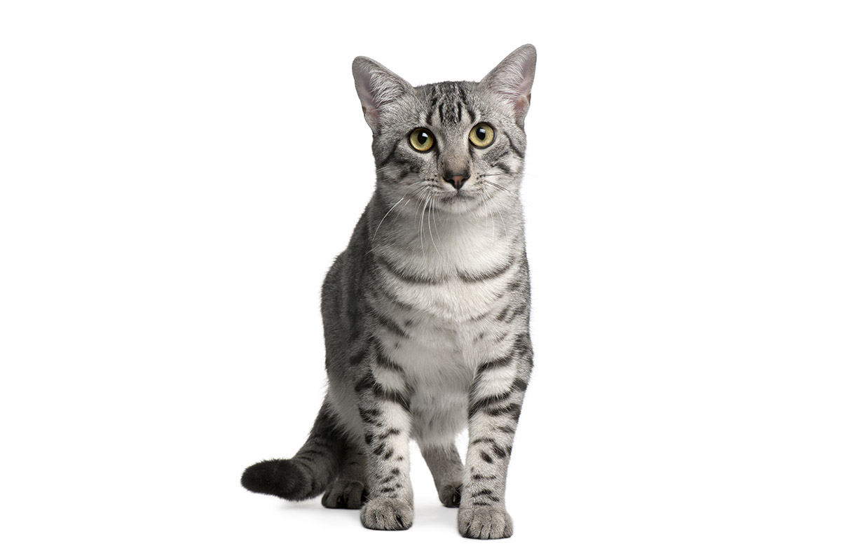 Egyptian Mau Cat