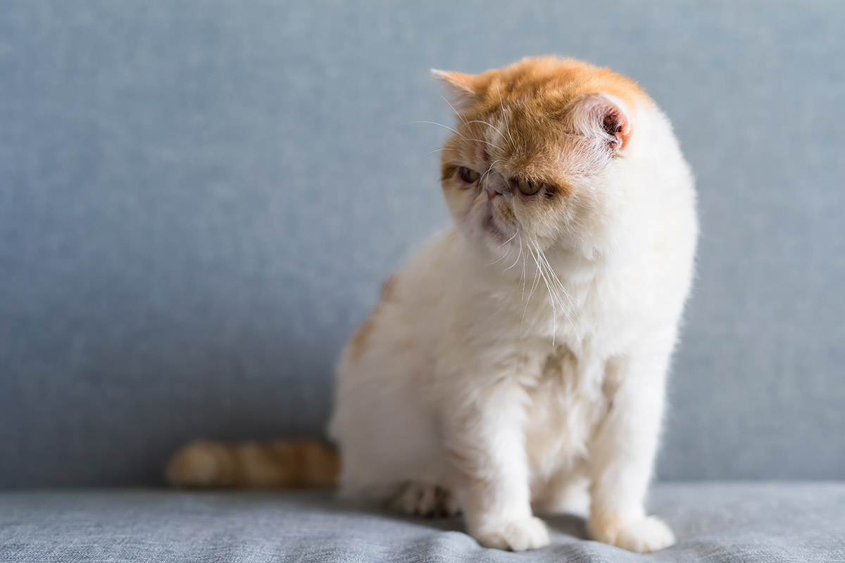 Exotic Shorthair