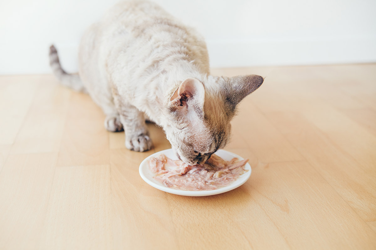 Feeding Cat With Kidney Disease