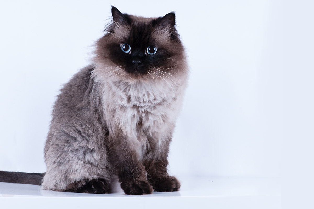 Himalayan Cat