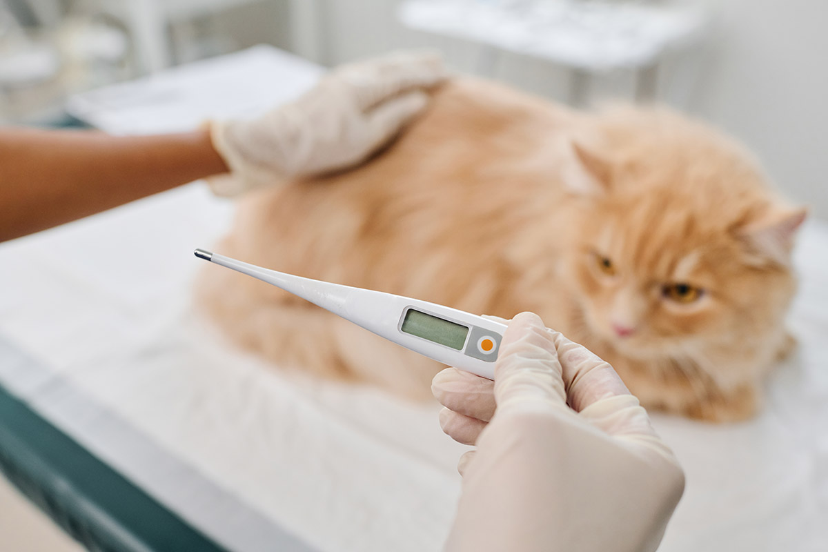 How to Take Your Cat's Temperature