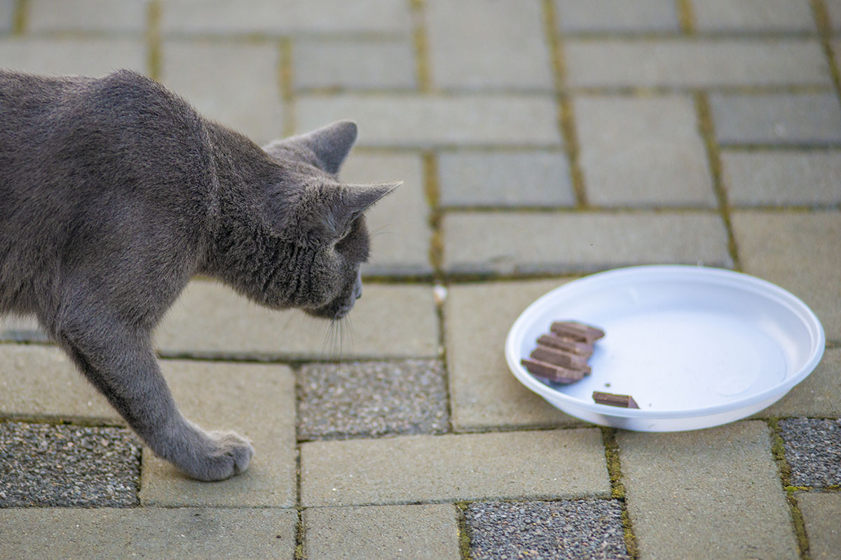 Is Chocolate Dangerous For Cats?