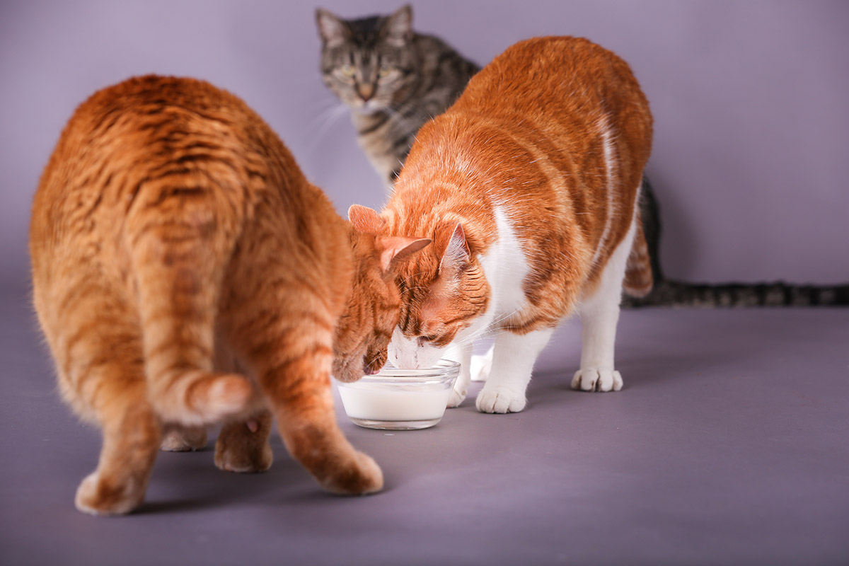 Is Milk Good For Cats?