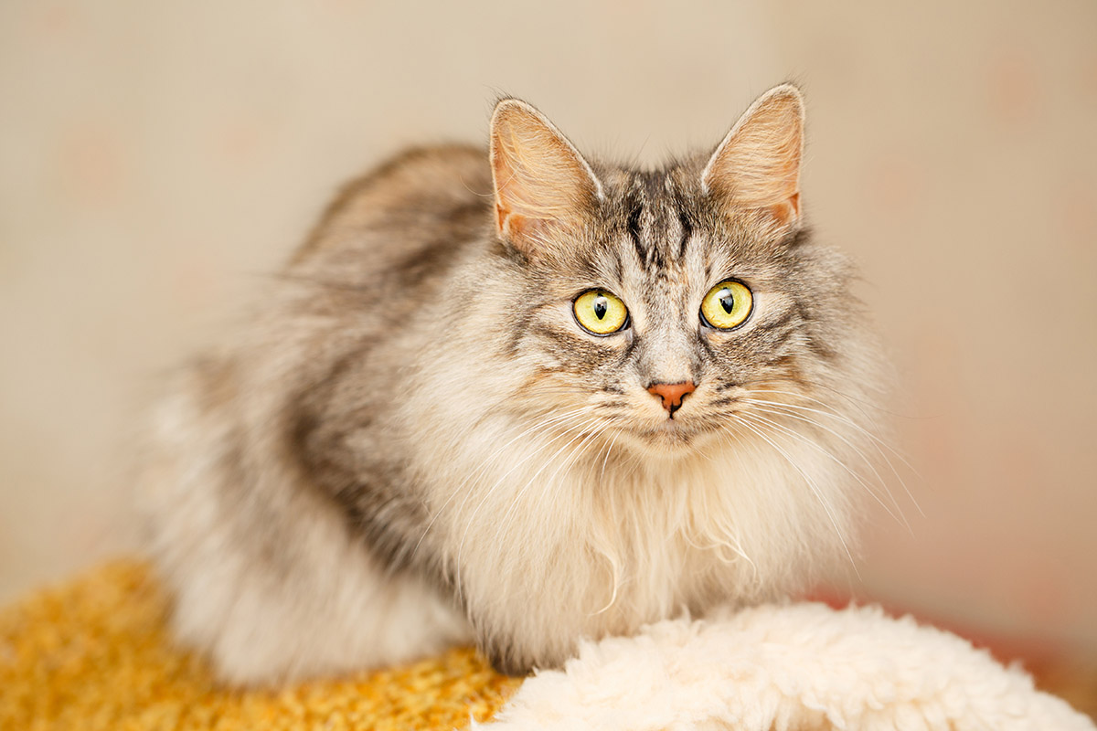 Japanese Bobtail