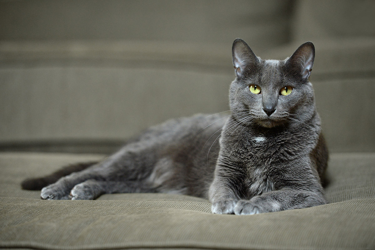 Korat Cat