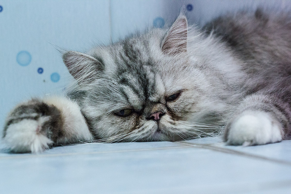 Lethargy in Cats