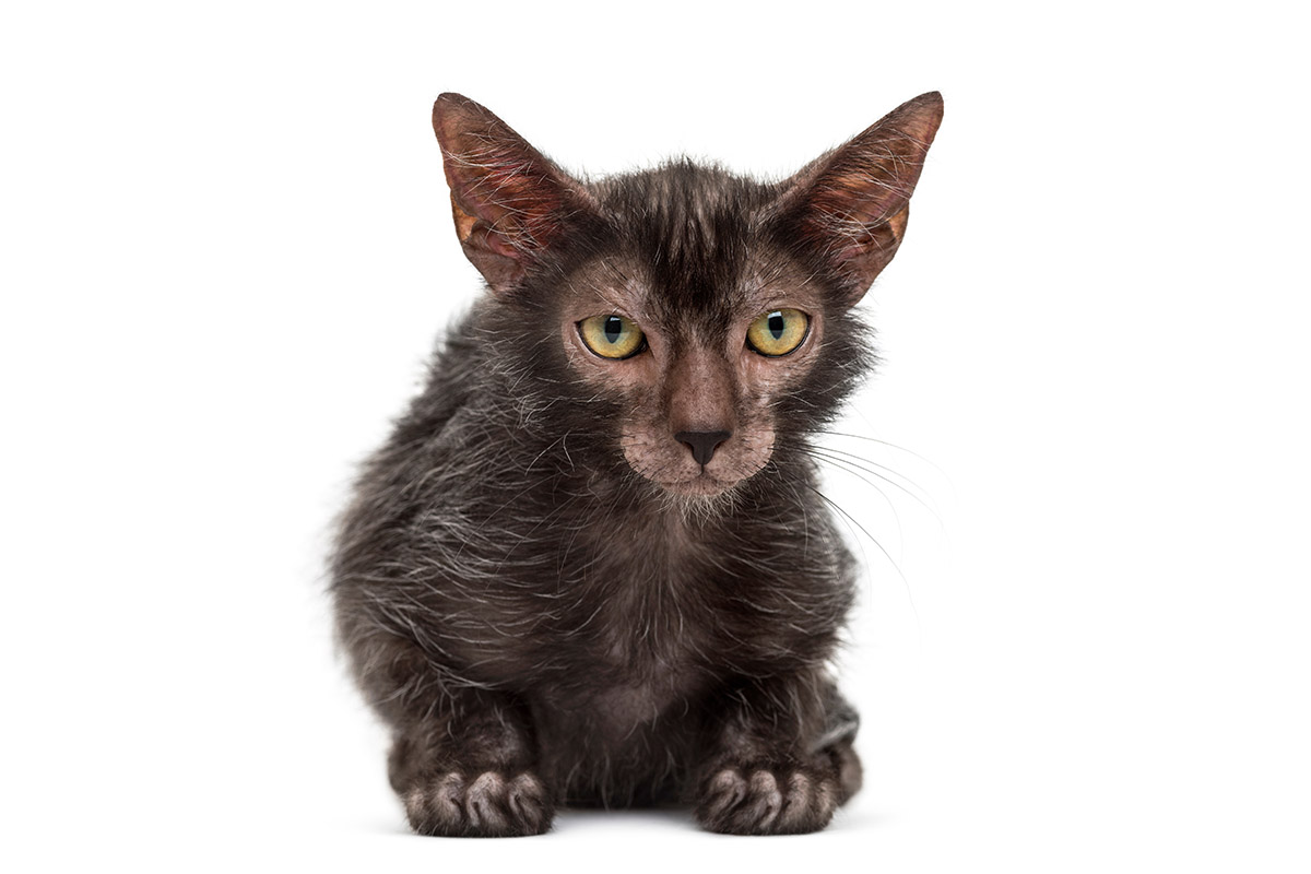 Lykoi Cat, Source: Bigstockphoto.com