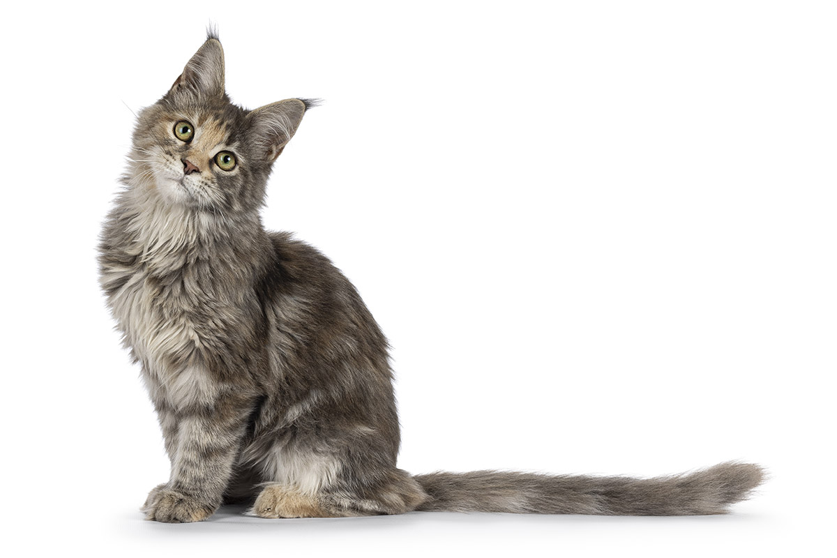 Maine Coon Cat