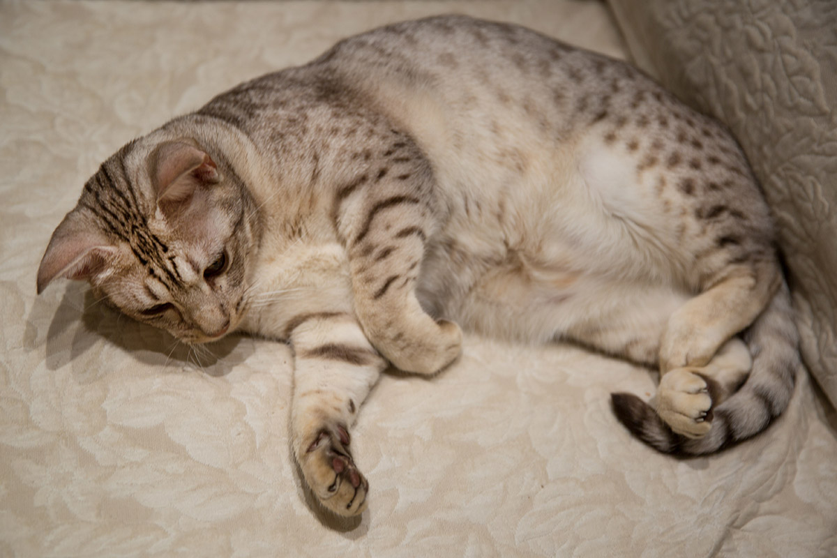 Ocicat