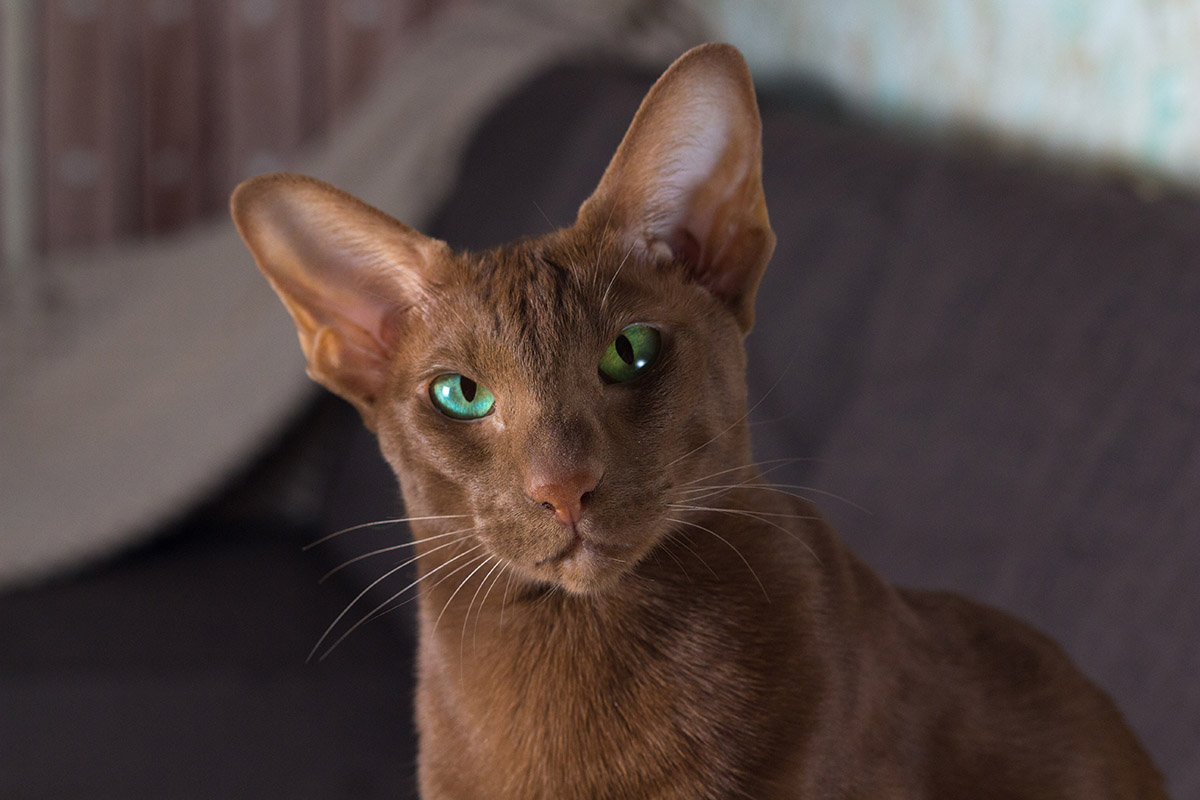 Oriental Shorthair Cat