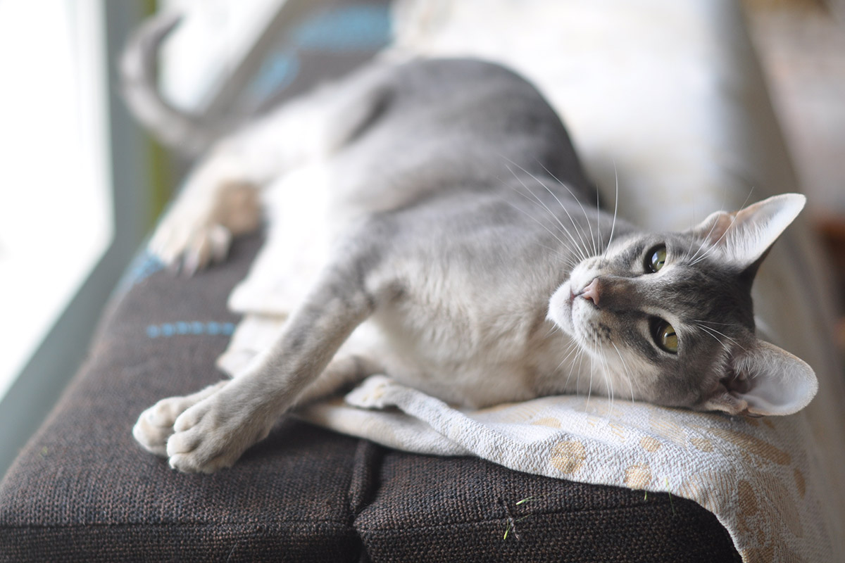 Oriental Shorthair