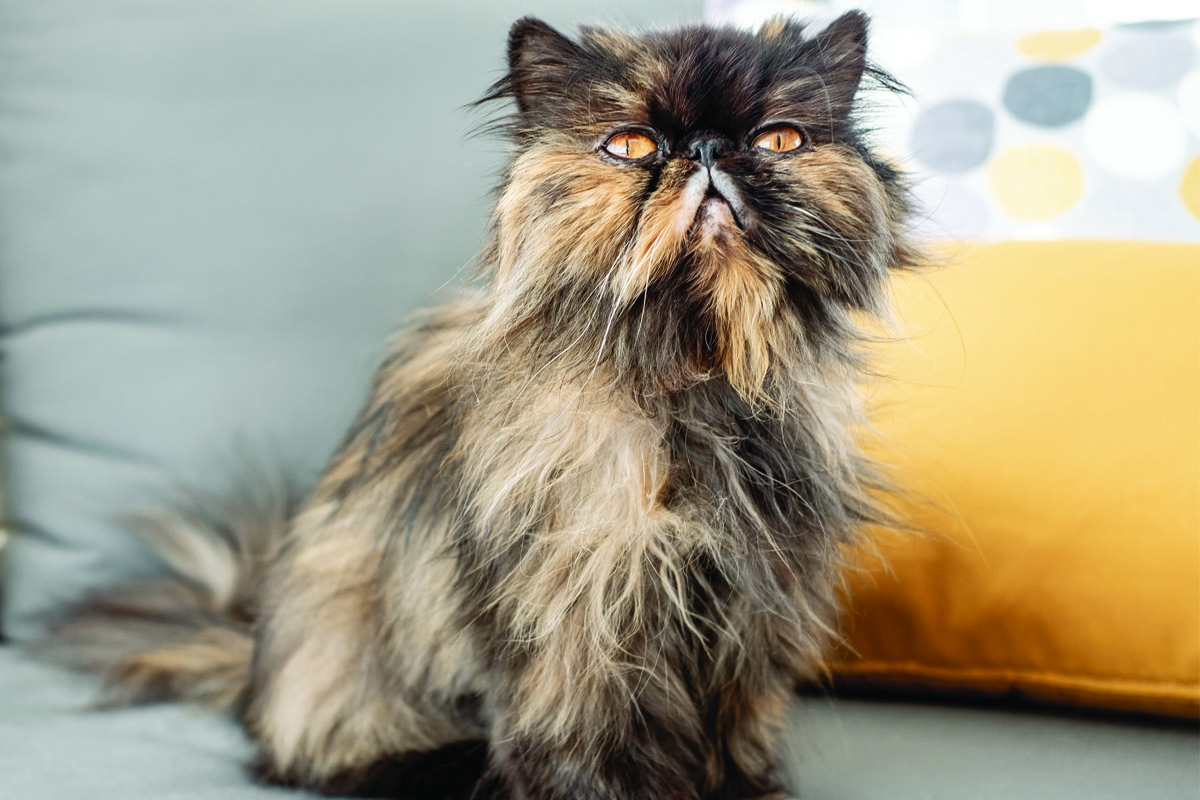 Persian Cat