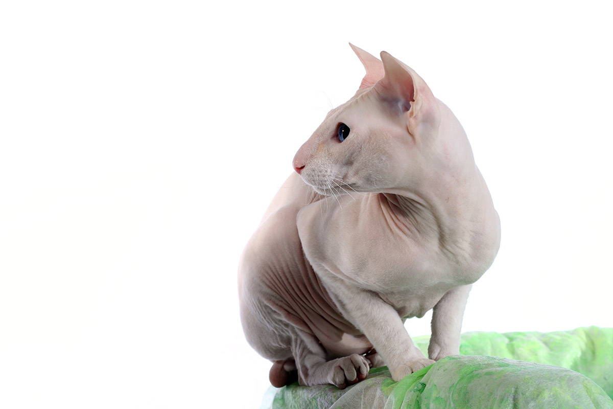 Peterbald Cat