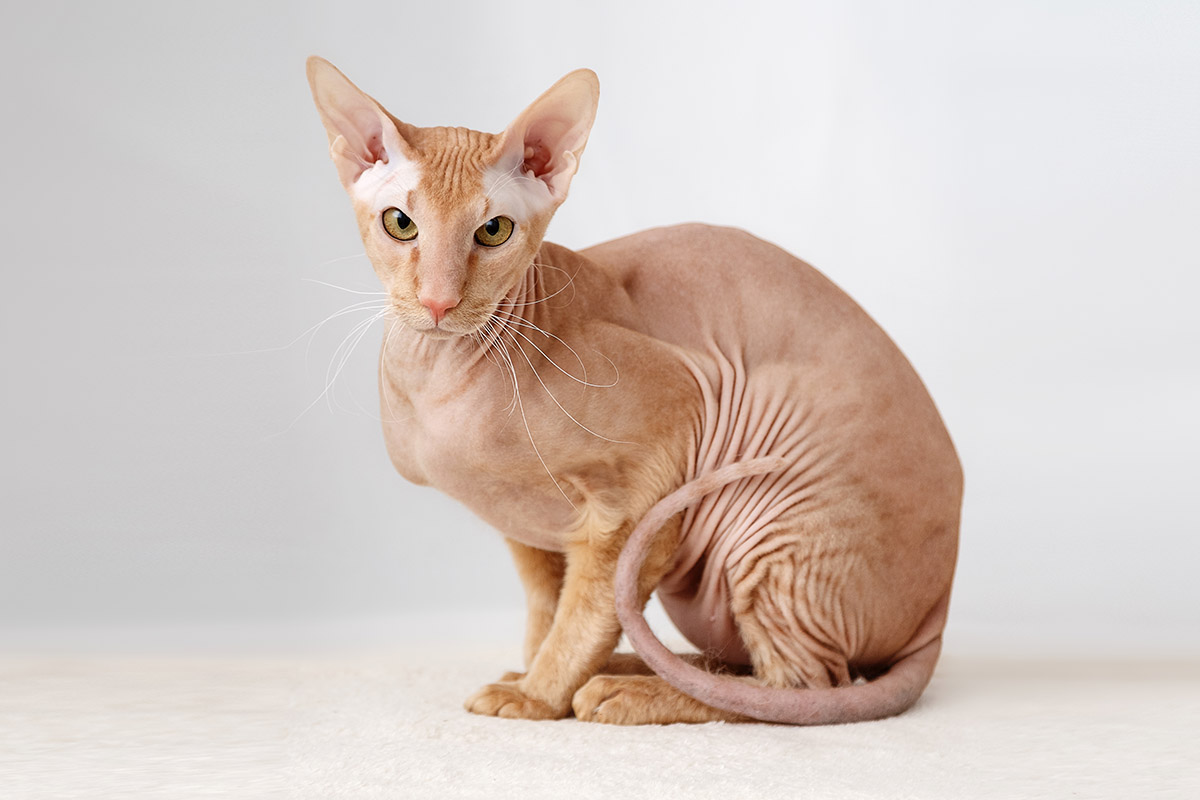 Peterbald Cat