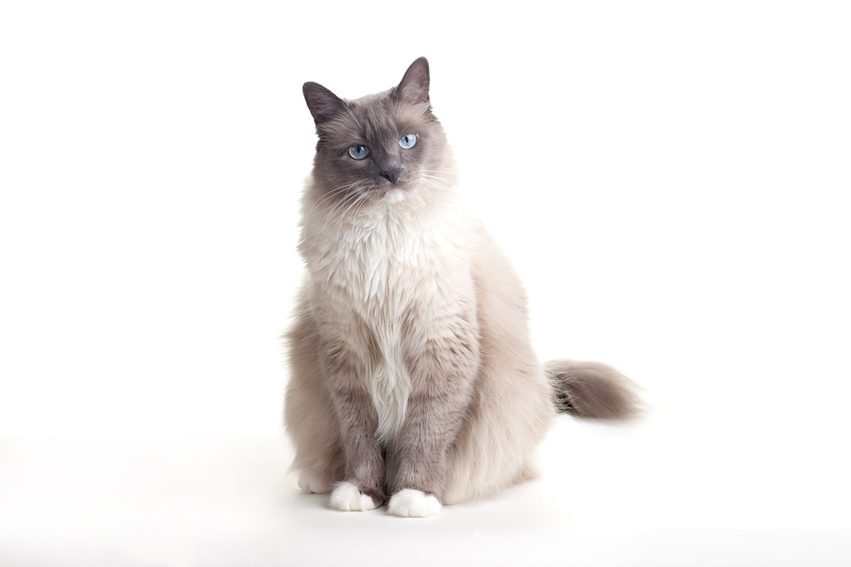 Ragdoll Cat