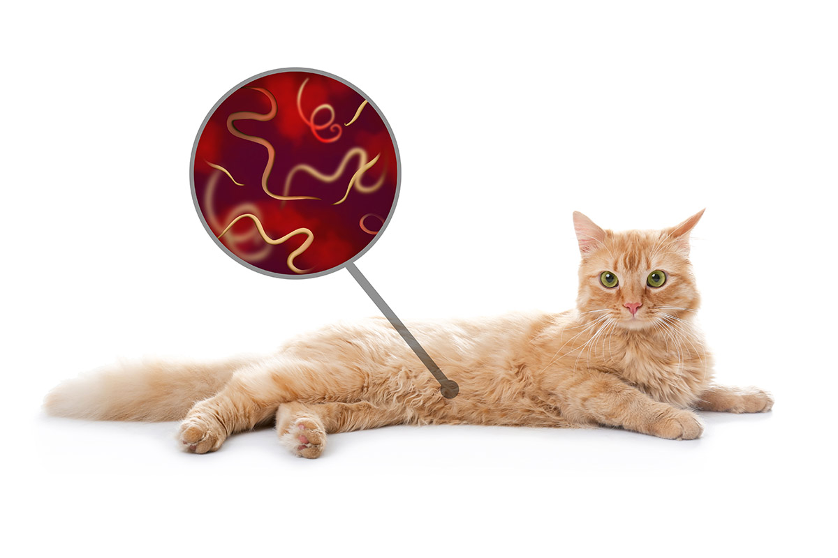 Roundworms in Cats