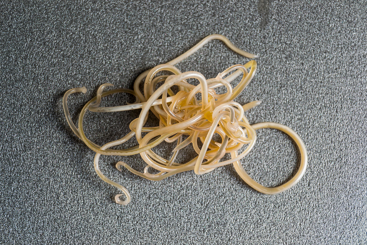 Roundworms