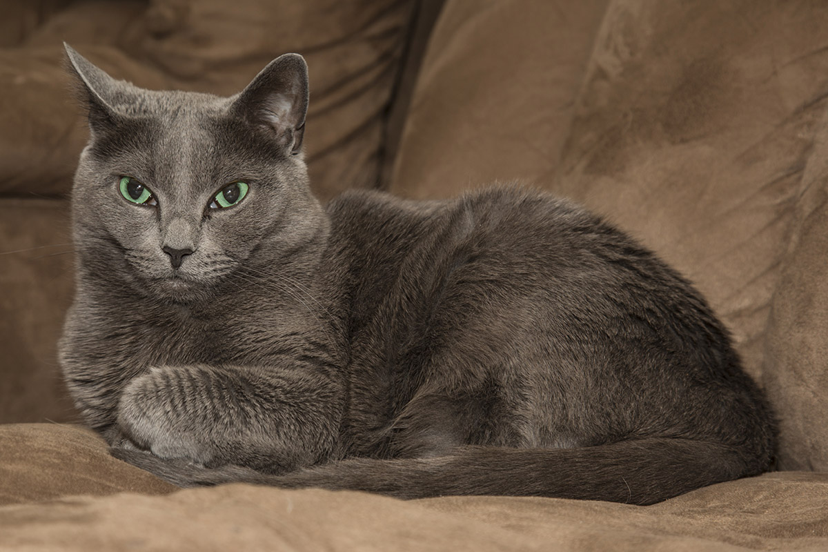 Russian Blue Cat