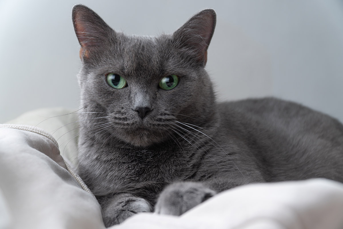 Russian Blue Cat