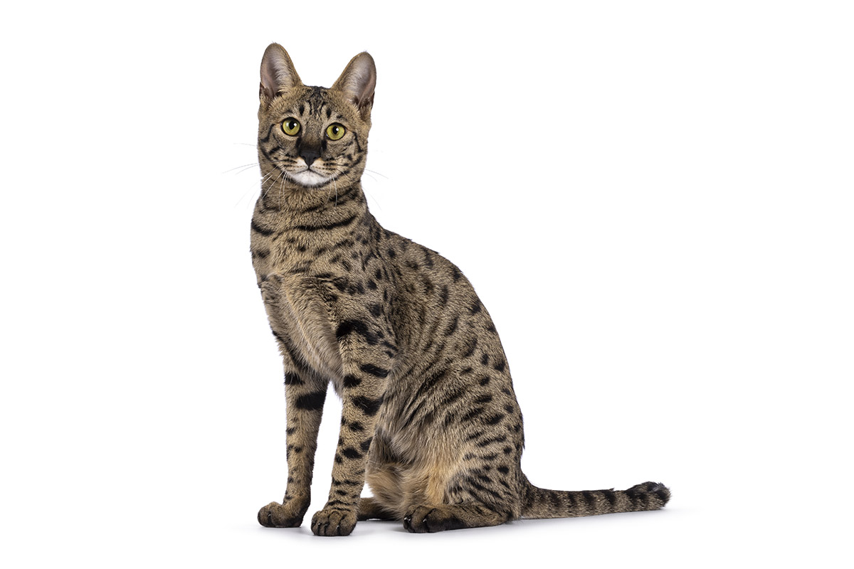 Savannah Cat