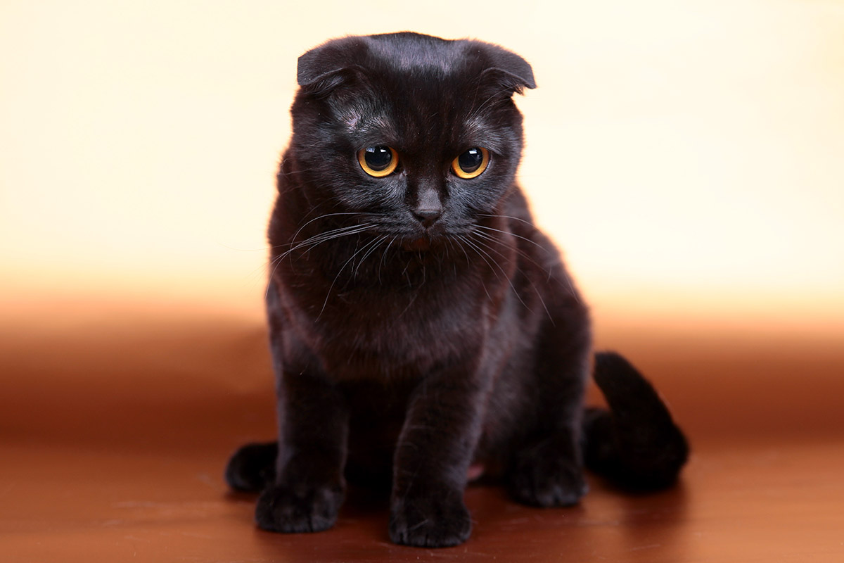 Scottish Fold Cat