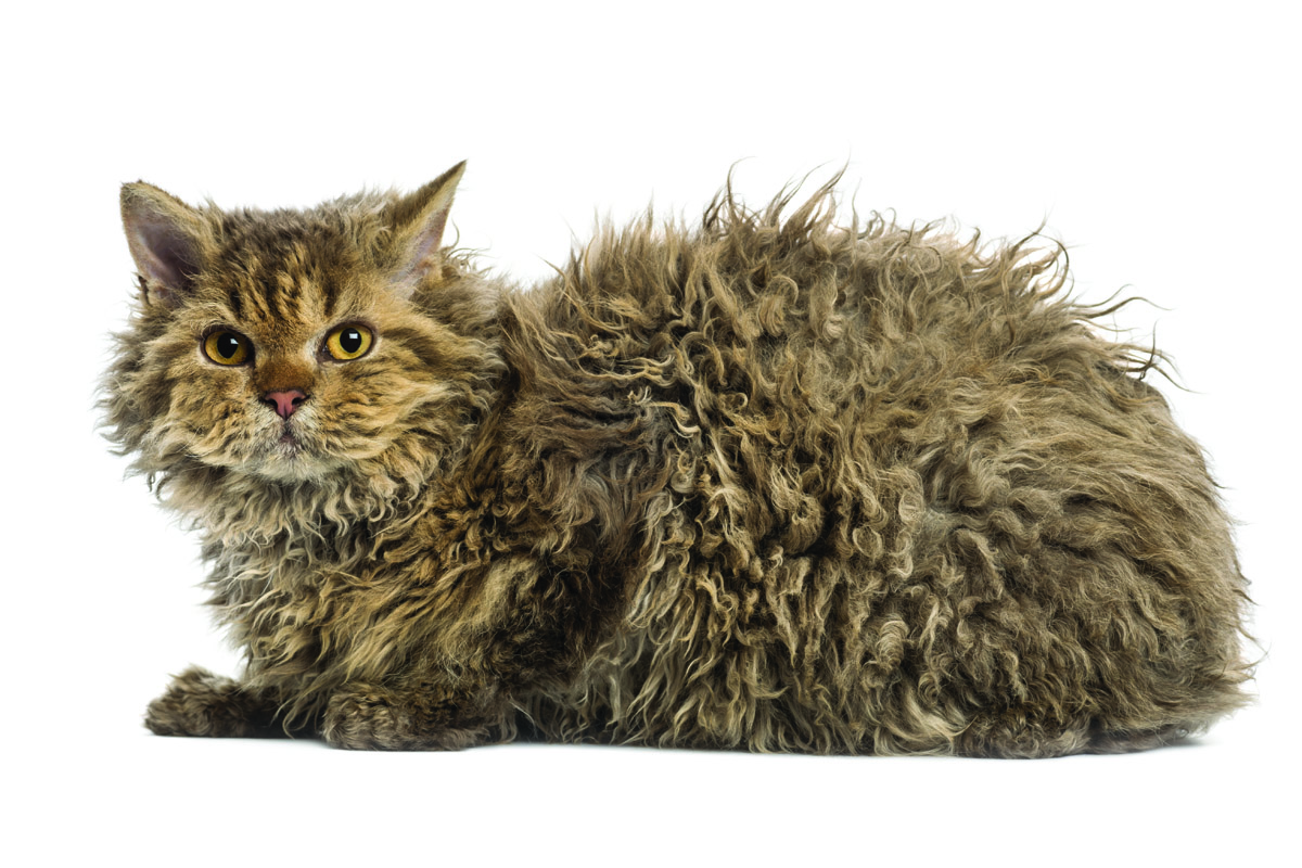 Selkirk Rex Cat