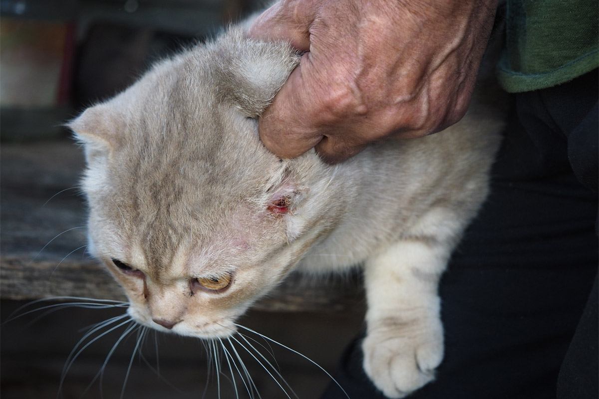 Severe Hair Loss in Cat Due To Ringworm Infection