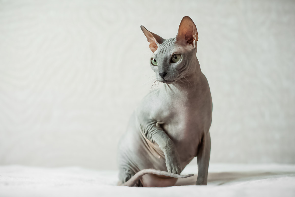 Sphynx Cat