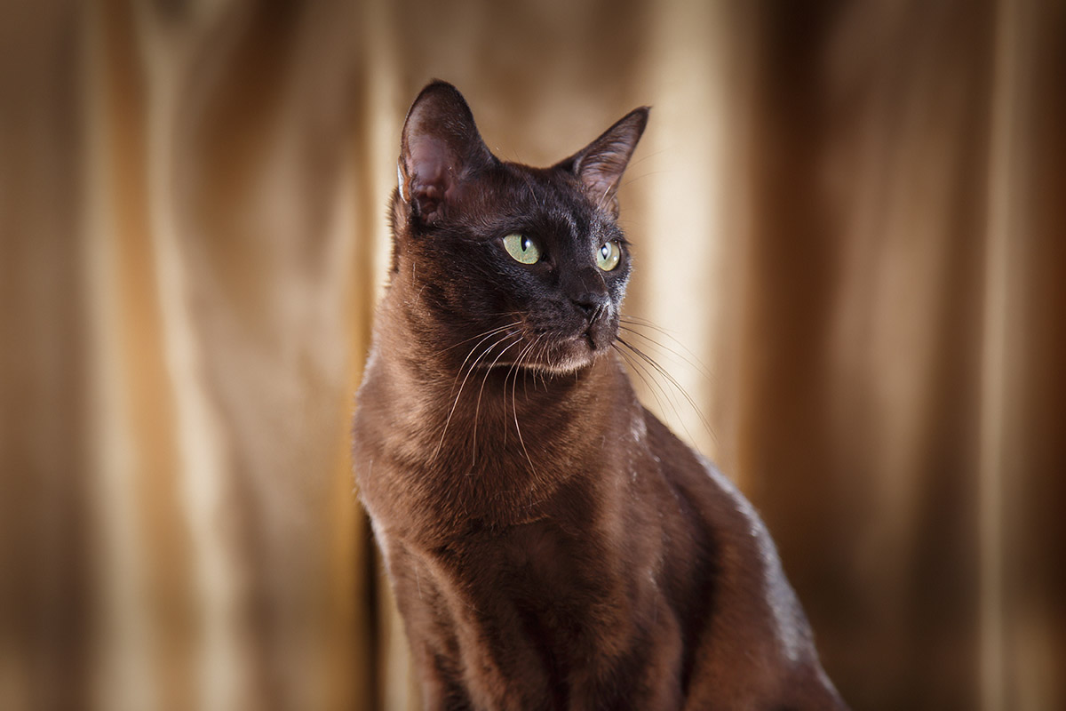 Tonkinese Cat