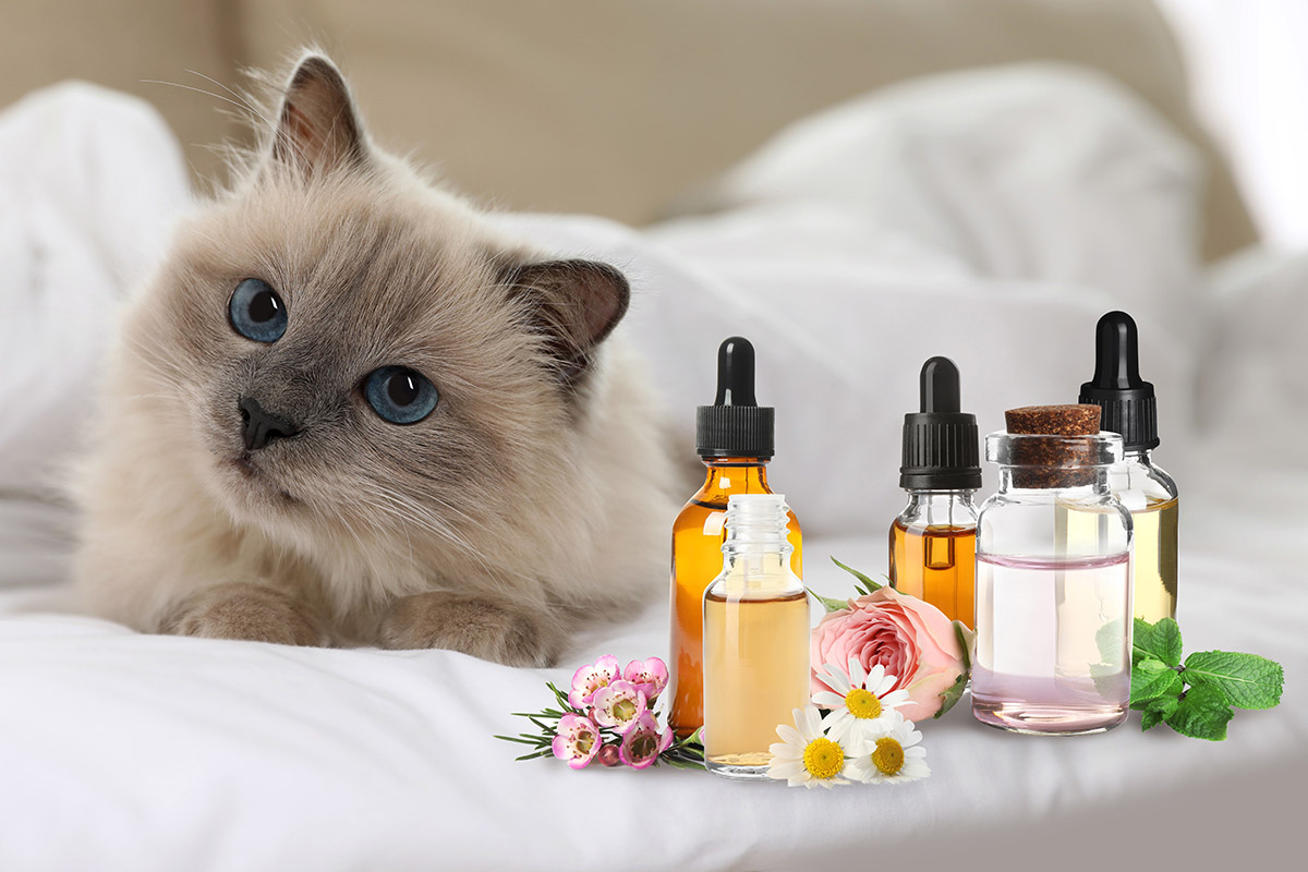 Toxic Essential Oils For Cats