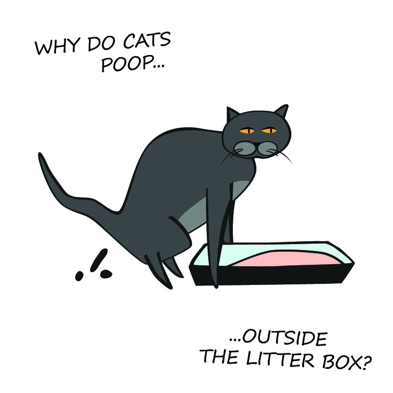 Why Do Cats Poop Outside Litter Box